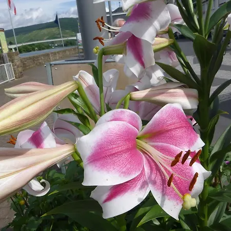 Unterm Wingert Séjour chez l'habitant Zell