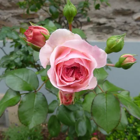 Unterm Wingert * Zell