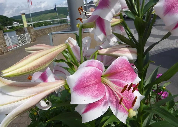 Unterm Wingert Accommodatie bij particulieren Zell