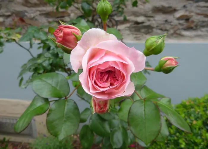 Unterm Wingert * Zell